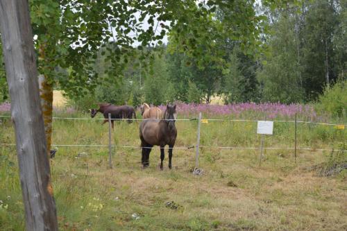 Suomen hevoset 2021.